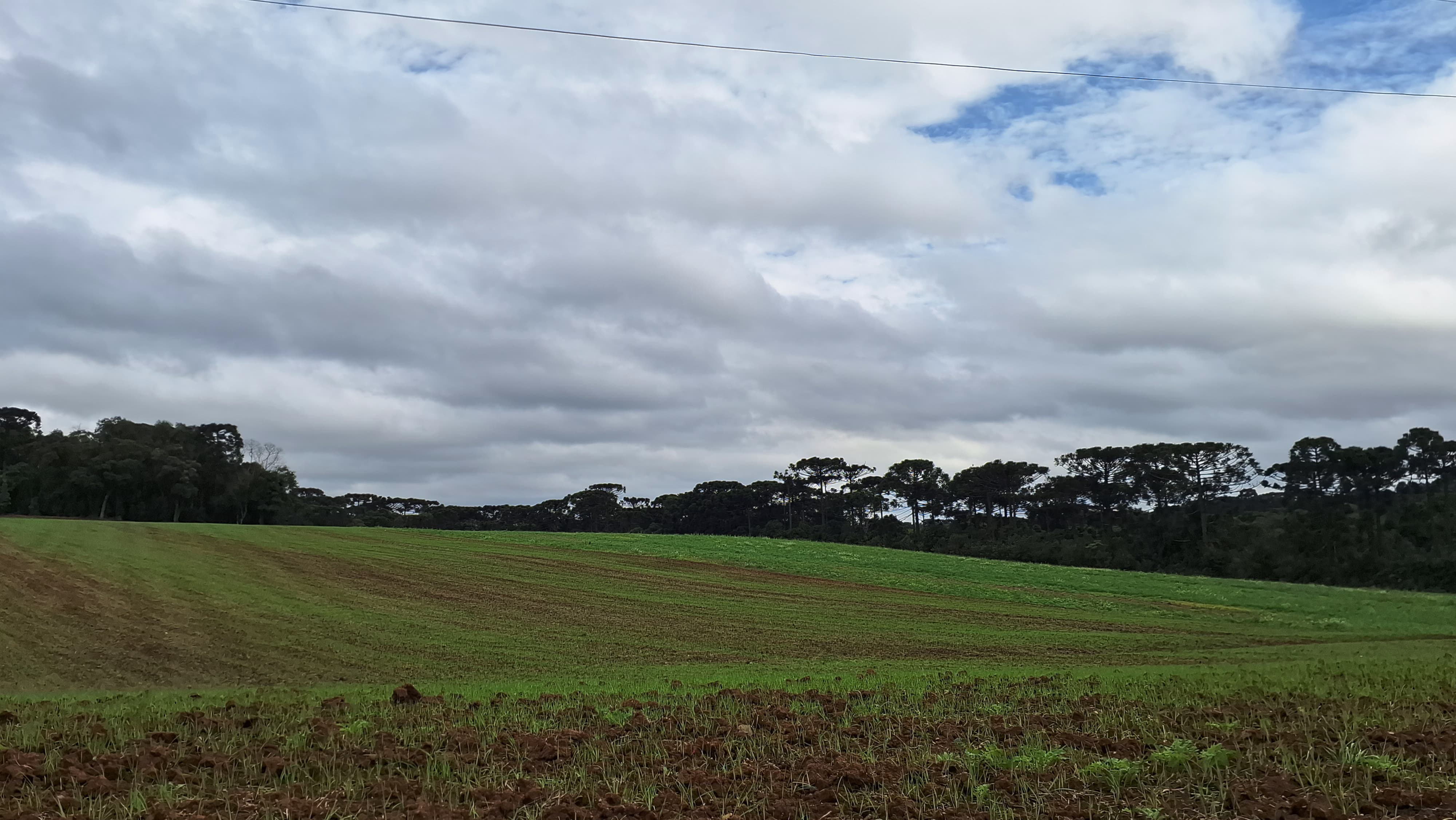 Campo de aveia em crescimento com solo bem preparado