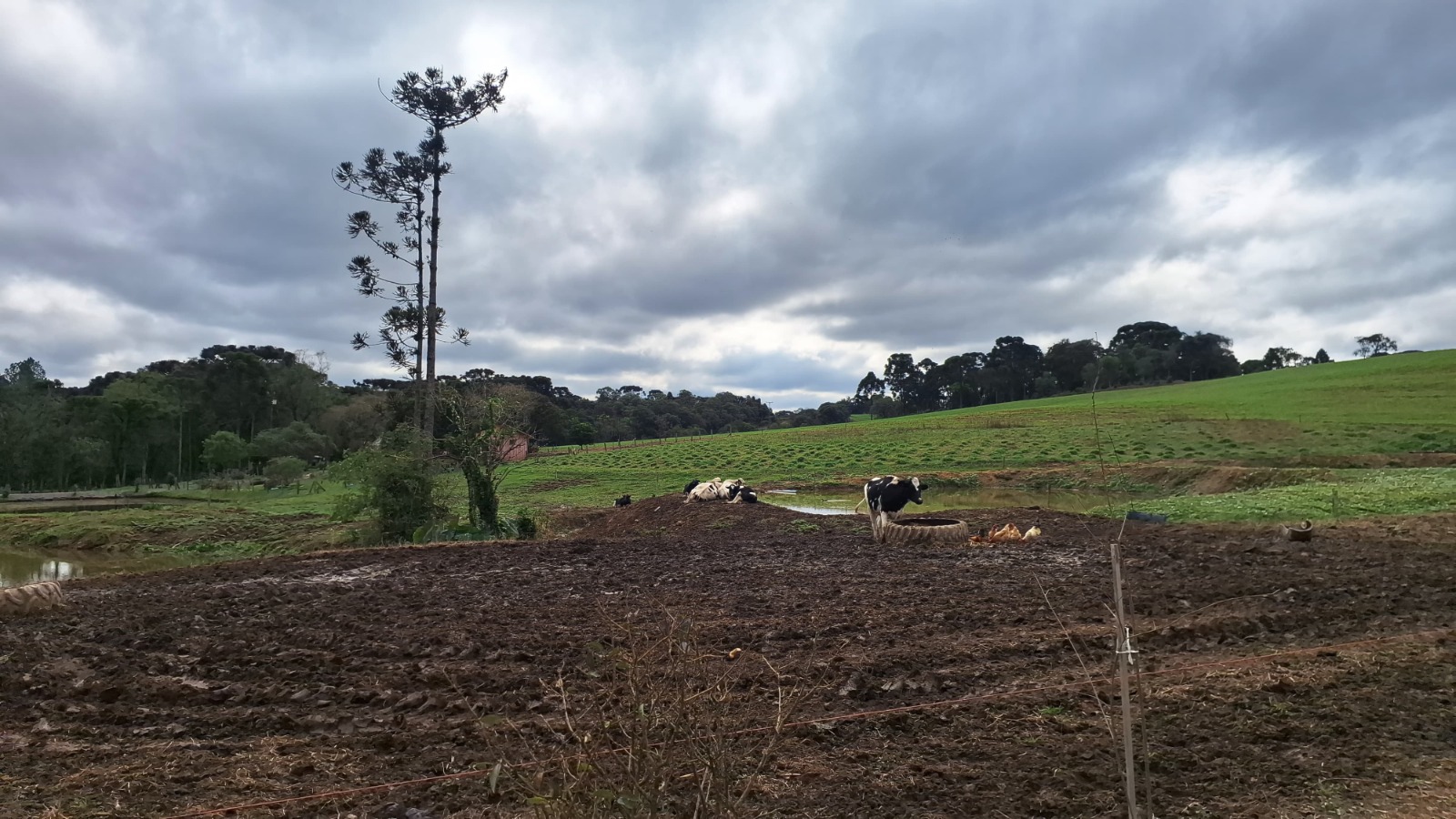 Pastagem com gado bovino e araucária