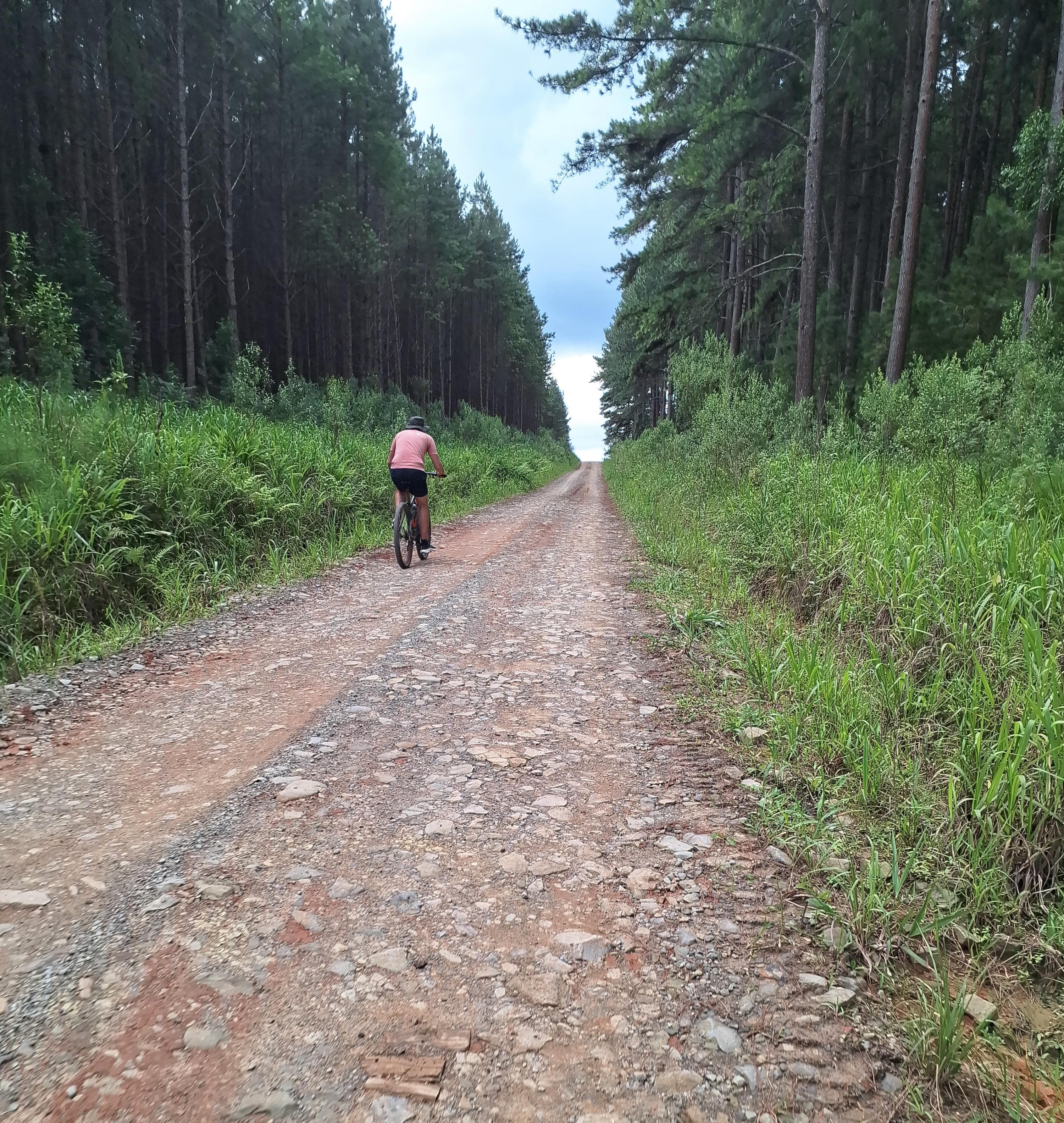 Estrada rural entre plantação de pinus